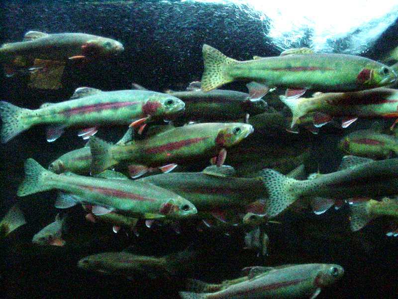 Jammu and Kashmir: Trout production reaches 35 tons in Kulgam