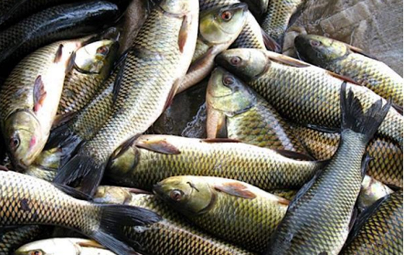 Jammu and Kashmir:Fisheries department makes fish available for Maha Shivratri