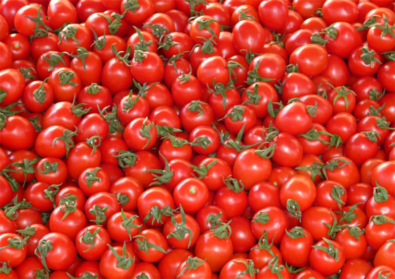 Tomato supply eases, prices down by 12.89 pc over last week and 23.69 pc as compared to last one month