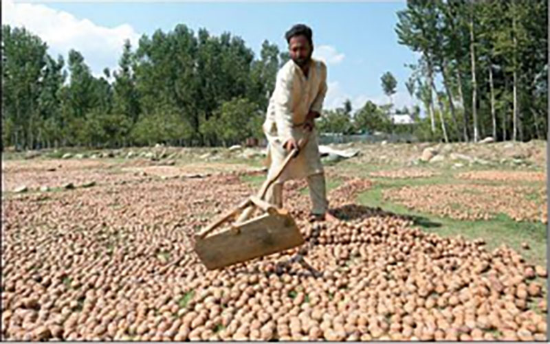 First consignment of 2,000 kgs Kashmir walnuts dispatched