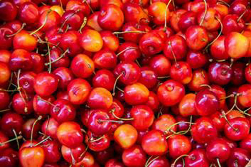 First commercial shipment of Mishri variety of cherries from Kashmir exported to Dubai