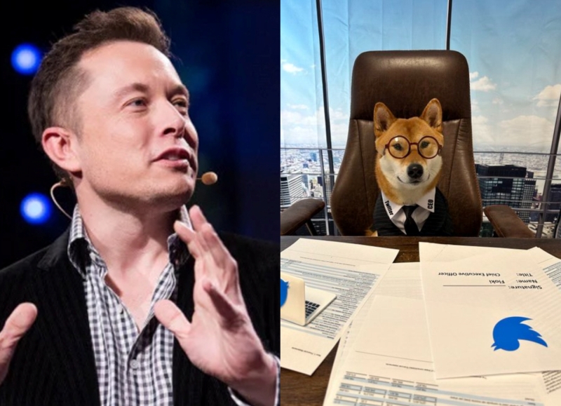 Elon Musk posts pic of his dog as Twitter CEO, sets canine crypto ...