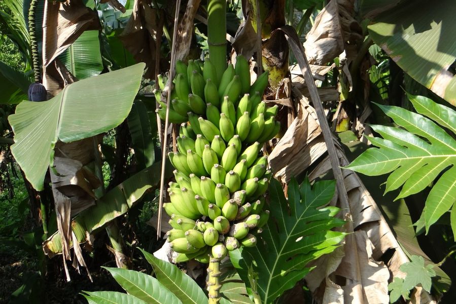 India's maiden banana shipment to Netherlands signals potential for $1 billion export boost in 5 yrs