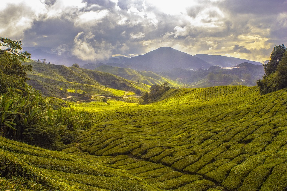 Arunachal Pradesh students motivated to become tea entrepreneurs during their visit to gardens