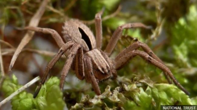 UK: Spider presumed extinct discovered in Nottinghamshire