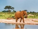 Elephant calf trapped in Deepor Beel in Guwahati