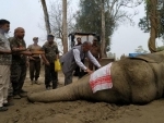 Within a week after its capture, rogue elephant 'Laden' dies in Assam forest department's custody