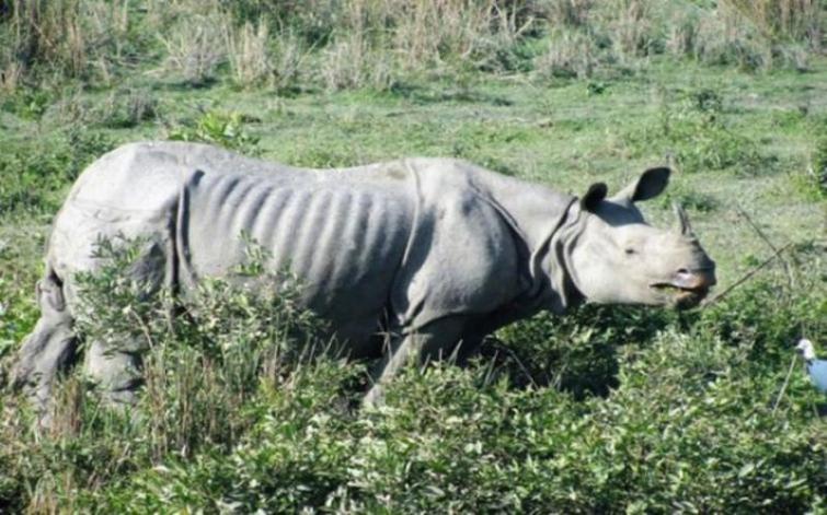 Most wanted rhino horn smuggler arrested in Guwahati