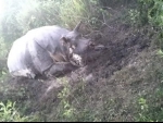 Assam: Poachers kill one-horned rhino in Kaziranga amid Covid-19 lockdown