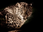 Gujarat: Farmer attacked, injured by leopard