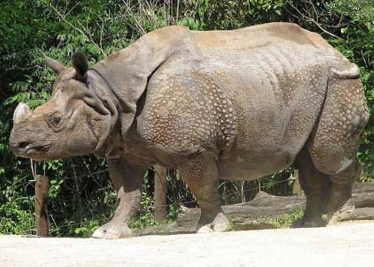 Assam: 9 rhinos died in Kaziranga flood, 133 animals rescued