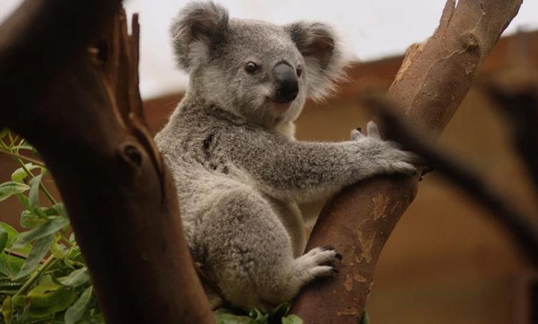 WWF Australia says over 60,000 Koalas lost during 2019-2020 bushfires