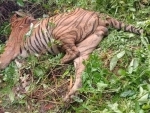 Accidental firing by forest guards kills Royal Bengal Tiger in Assam's Kaziranga