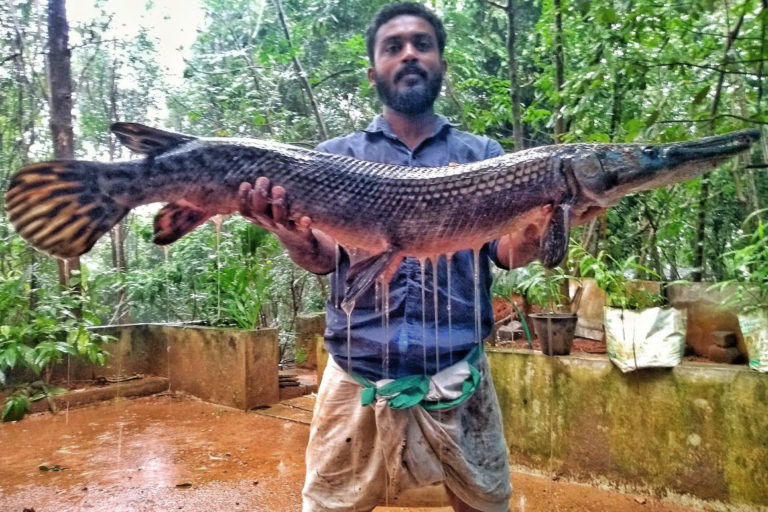 India's invasive alien fish poses threat to biodiversity hotspots