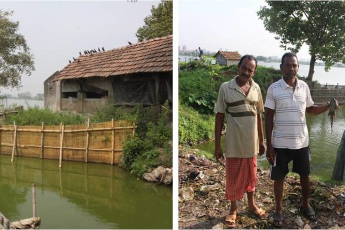  A traditional physical barrier in use at East Kolkata Wetland to minimise the intrusion of Pterygoplichthys in the pisciculture bheries (ponds) from sewage feeder channel. Photo by Ajmal Hussan. 