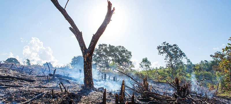 Natural resources must be ‘part of the solution’ in fight against deforestation