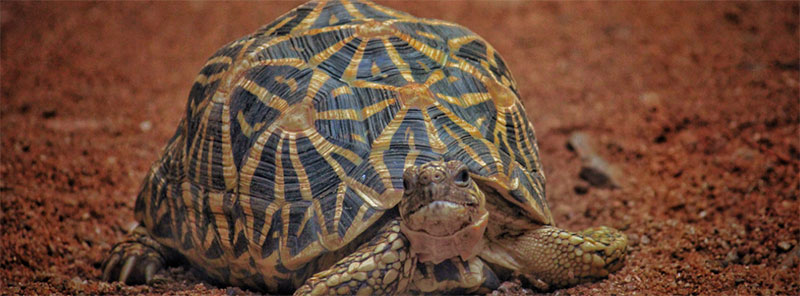 Sri Lanka emerges as a smuggling hub for India's star tortoises