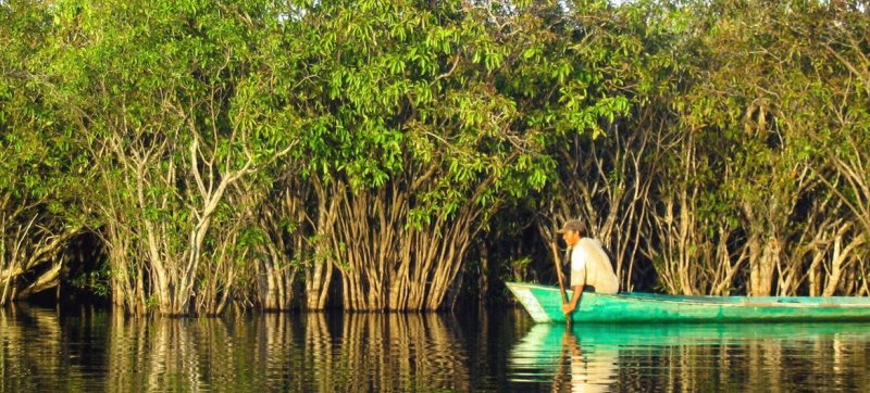 Global awareness critical to protect world’s mangroves: UN science chief