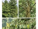 New species of tree discovered in Arunachal Pradesh's biodiversity hotspot