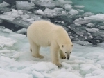 Polar scientists call for more research and observation into rapid sea ice reduction