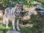 Woman jogging in animal park located close to Paris attacked by wolves
