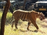 Rajasthan forms probe committee after 25 tigers go missing from Ranthambore National Park