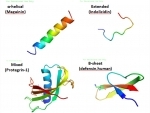 Palmitoyl Tetrapeptide-7: Hypothesized Mechanisms and Potential Implications