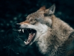 Minor girl dies after wolves attack her in UP's Bahraich