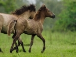 The last feral horses of India