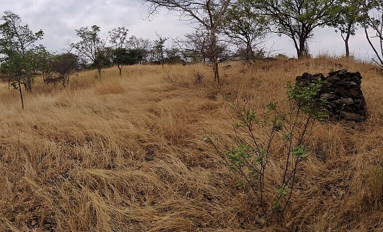 Dry savanna in Sathyamangalam, Tamil Nadu. Image by T R Shankar Raman via Wikimedia Commons (CC BY-SA 4.0).