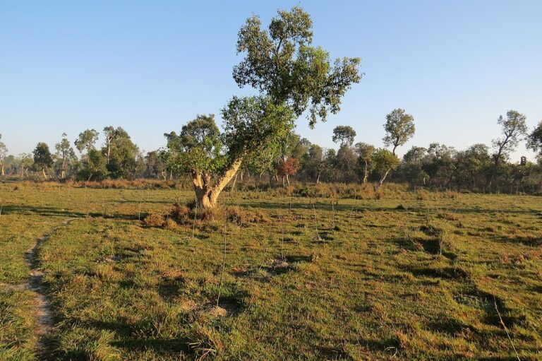 A non-native tree planted in a grassland. Image by AJT Johnsingh via Wikimedia Commons (CC BY-SA 4.0). 