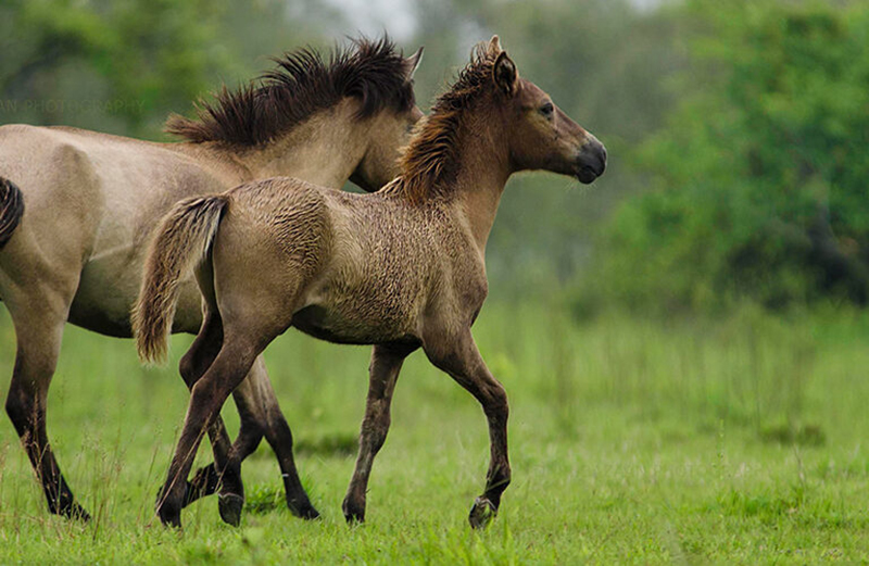 The last feral horses of India