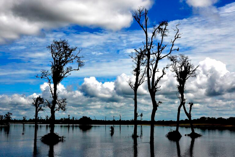 Dibru Saikhowa National Park. Image by Dhruba Jyoti Baruah via Wikimedia Commons (CC BY-SA 4.0).