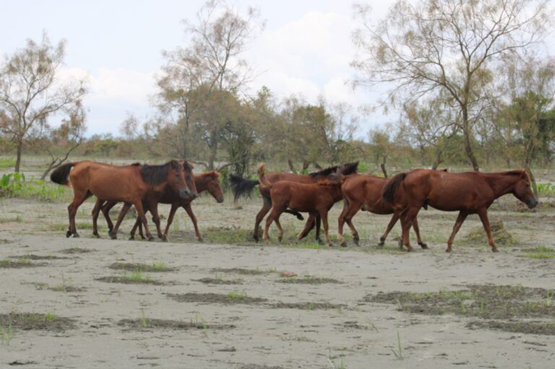 Feral horses on sandbars in Dibru Saikhowa. Image by Shamikhu Changmai.