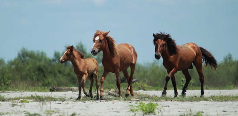 Feral horses running in the sandbars (chaporis) in Dibru Saikhowa National Park in Assam. Image by Hiren Senapati.