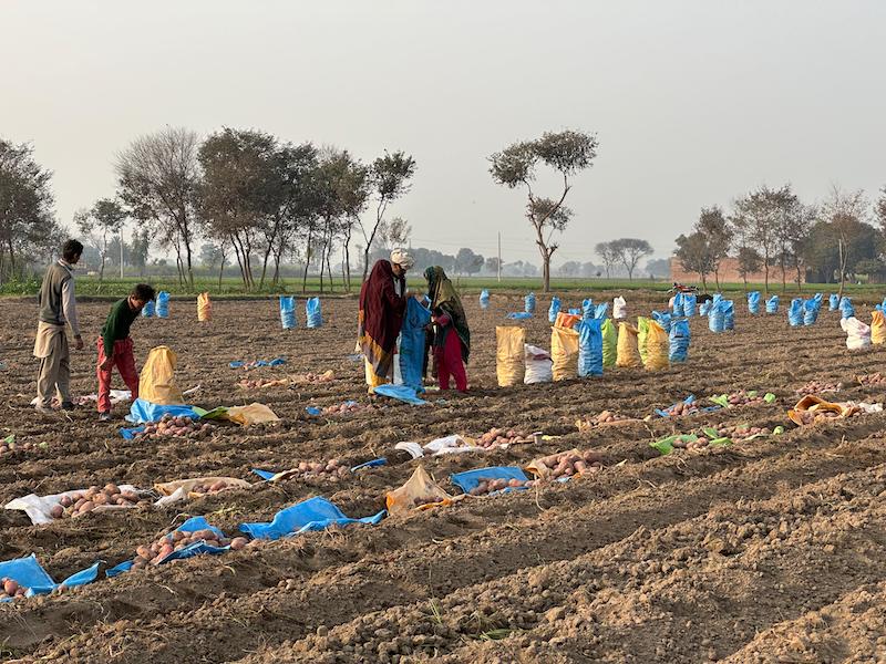 Women farmers harvesting potatoes in their farms in Pakistan.