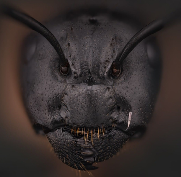 Sintético 92+ Foto Cómo Se Ven Las Hormigas De Cerca El último