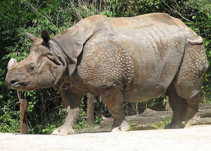 Another one horned rhino poached in Assam