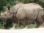 Three rhinos poachers nabbed in Assam