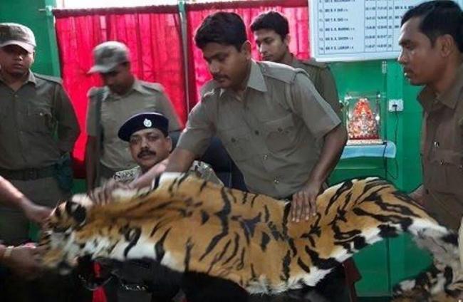 WB: Royal Bengal Tiger's skin recovered in Alipurduar, wild elephants kill 4 in Burdwan