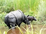 Poachers kill another rhino in Kaziranga, chop off horn