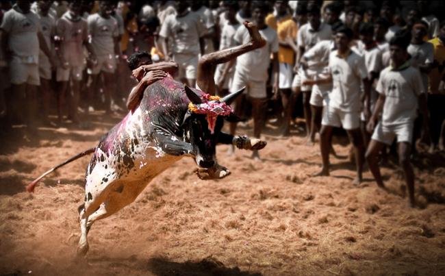 19-year-old spectator killed during Jalikattu event in Tamil Nadu