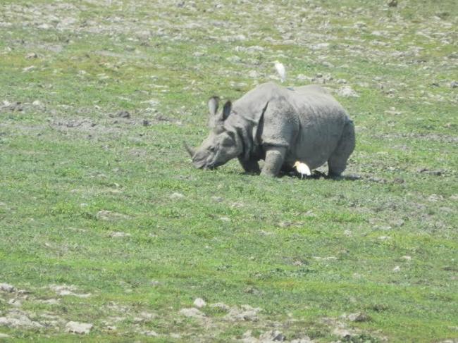 Assam police arrests three poachers with rhino horn