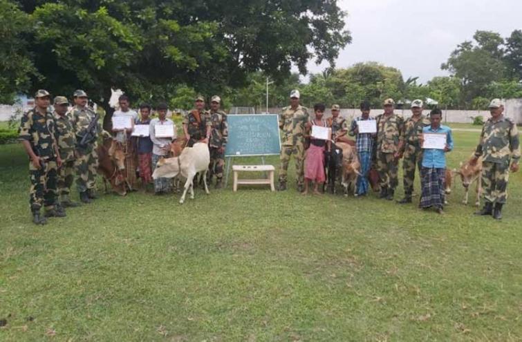 Assam : BSF nab 7 cattle smugglers and 25 cattle along Indo-Bangladesh border