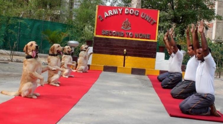 Rahul tweets Army dog squad image performing yoga, captions it 'New India'