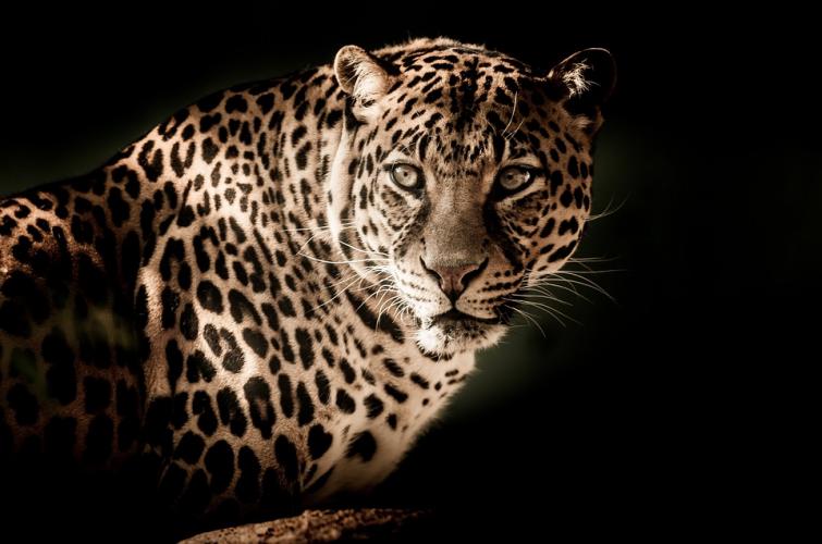 Leopard found dead in Ahmednagar