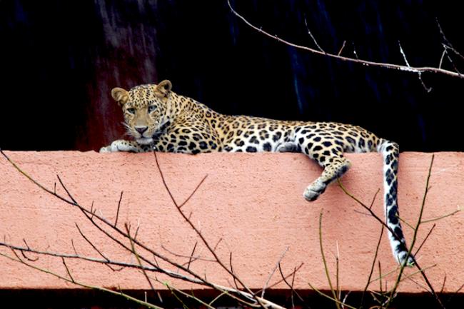 Guwahati: Leopard enters house, attacks woman