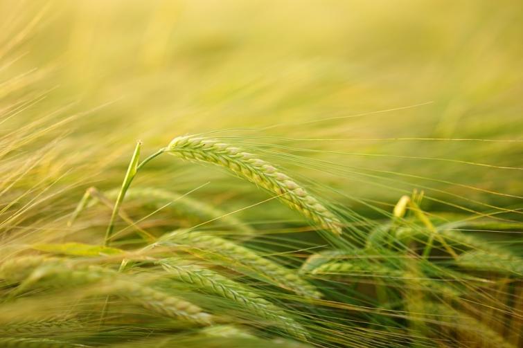 Maharashtra: Governor announces financial relief to farmers affected by unseasonal rains