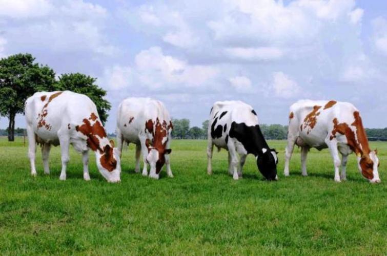 Locals seize cattle-laden three vehicles in Assamâ€™s Karimganj