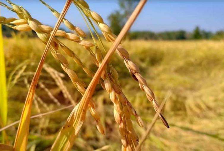 No water to cultivate paddy: Assam farmers stage protest, blockade road